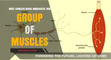 Somatic Nerve Innervation: Unveiling the Muscular Connections and Functions