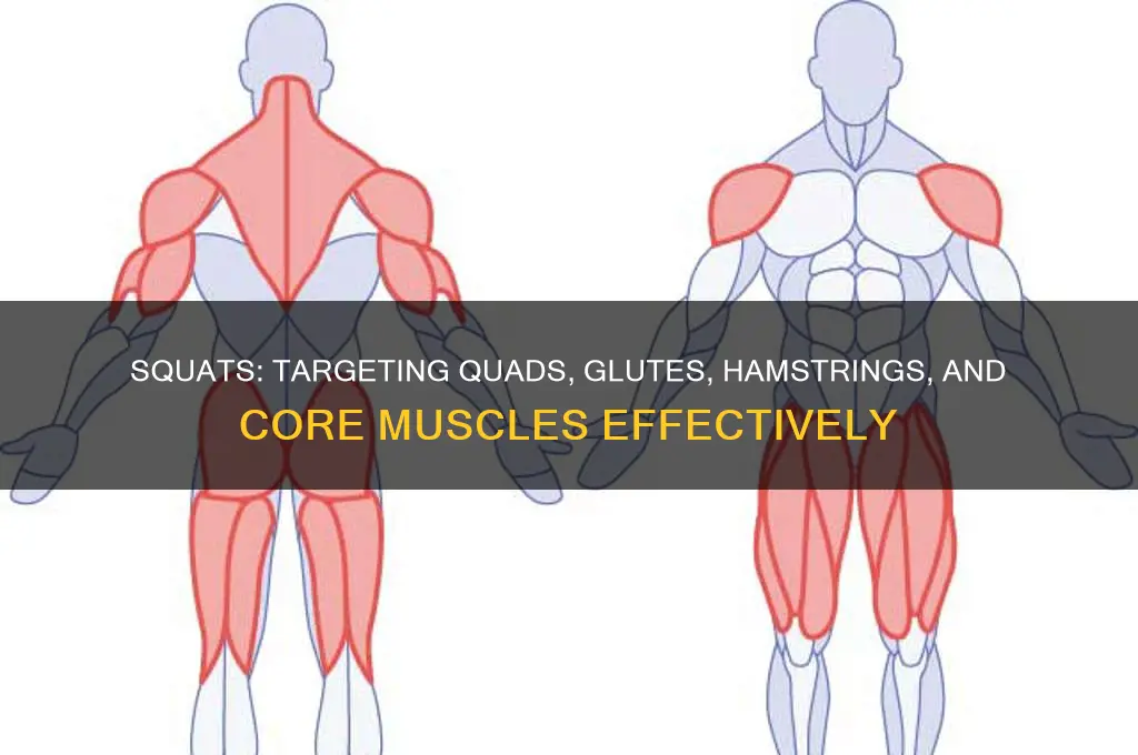what specific muscles do squats work