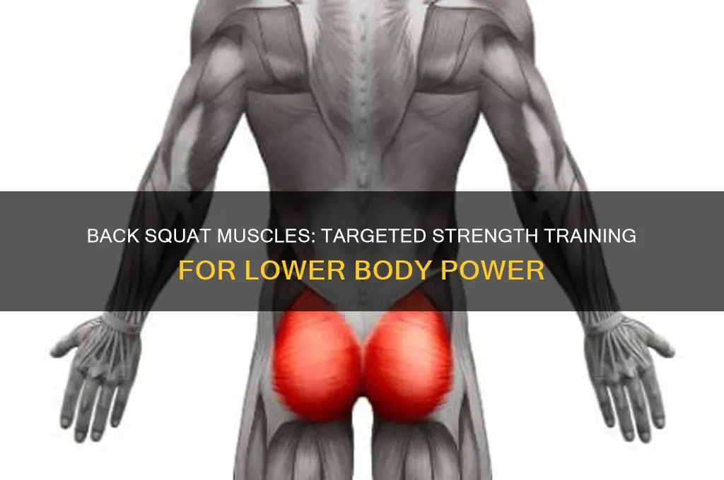 what specific muscles does a back squat work