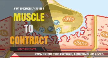 Unraveling the Science: What Triggers Muscle Contraction Mechanisms