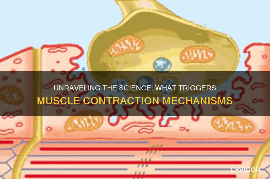 what specifically causes a muscle to contract