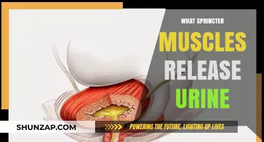 Unlocking Urine Release: Sphincter Muscle Control