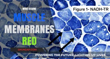 The Red in Muscle Membranes: Why and How?