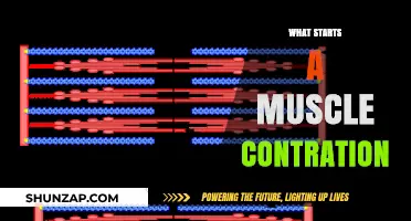 Initiating Muscle Contraction: The Spark of Action