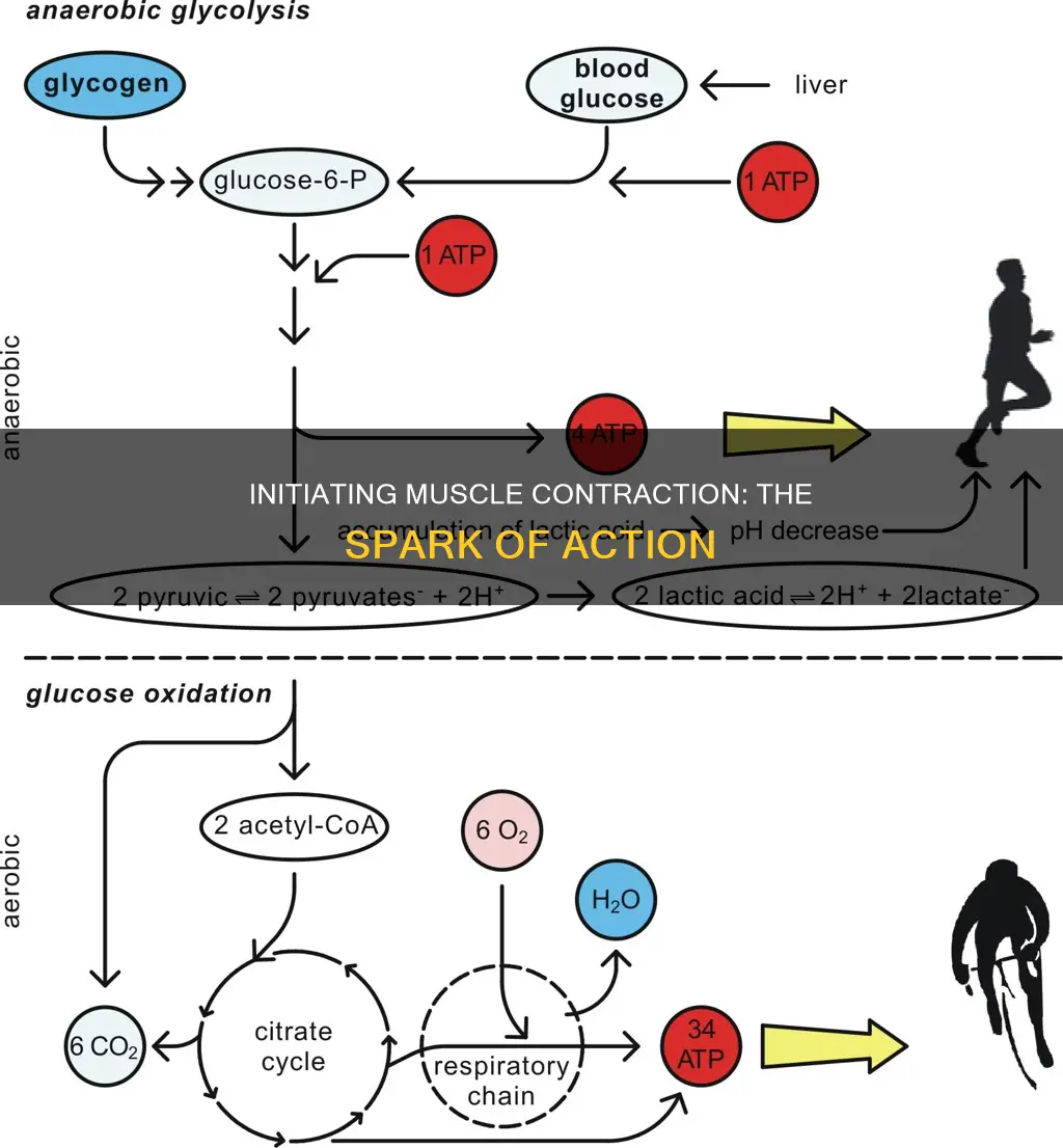 what starts a muscle contration