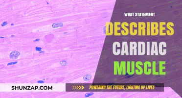 The Heart's Muscle: Cardiac Strength and Function