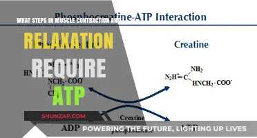 ATP's Role in Muscle Contraction and Relaxation: Key Steps Explained