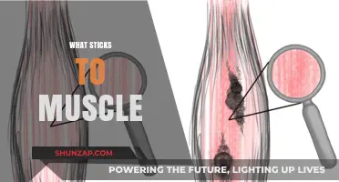 Muscle-Friendly Foods: What Sticks to Your Muscles?