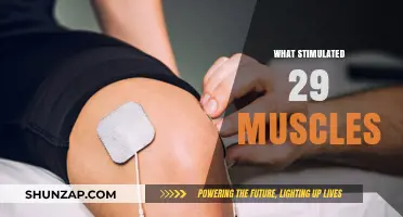 Stimulating 29 Muscles: The Ultimate Full-Body Workout
