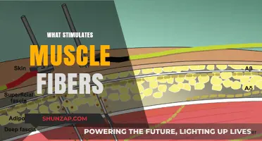 Stimulating Muscle Fibers: Unlocking the Key to Growth