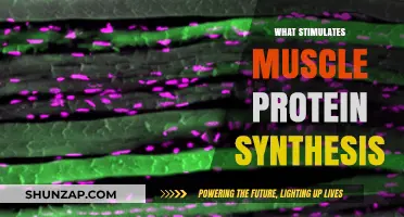 Building Muscle: Stimulating Protein Synthesis