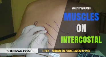 Stimulating Intercostal Muscles: What You Need to Know