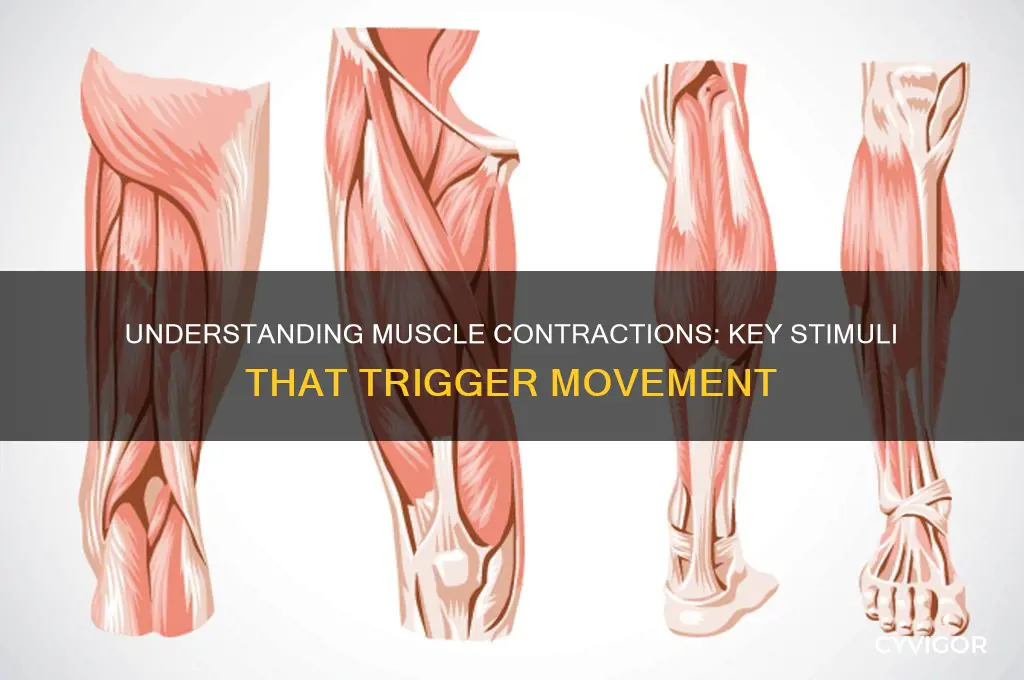 what stimulates the muscle to cause a contraction