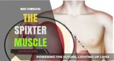 Stimulating the Spixter Muscle: Factors and Functions