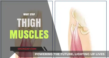 Thigh Muscles: What Hinders Their Growth?