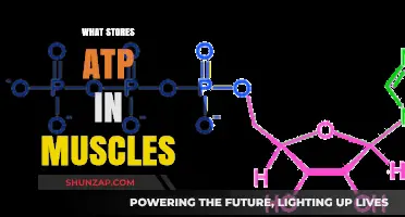 Muscle Energy: Where and How ATP is Stored