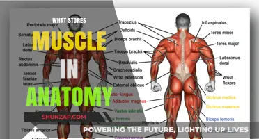 Where Muscles Are Stored in the Human Body