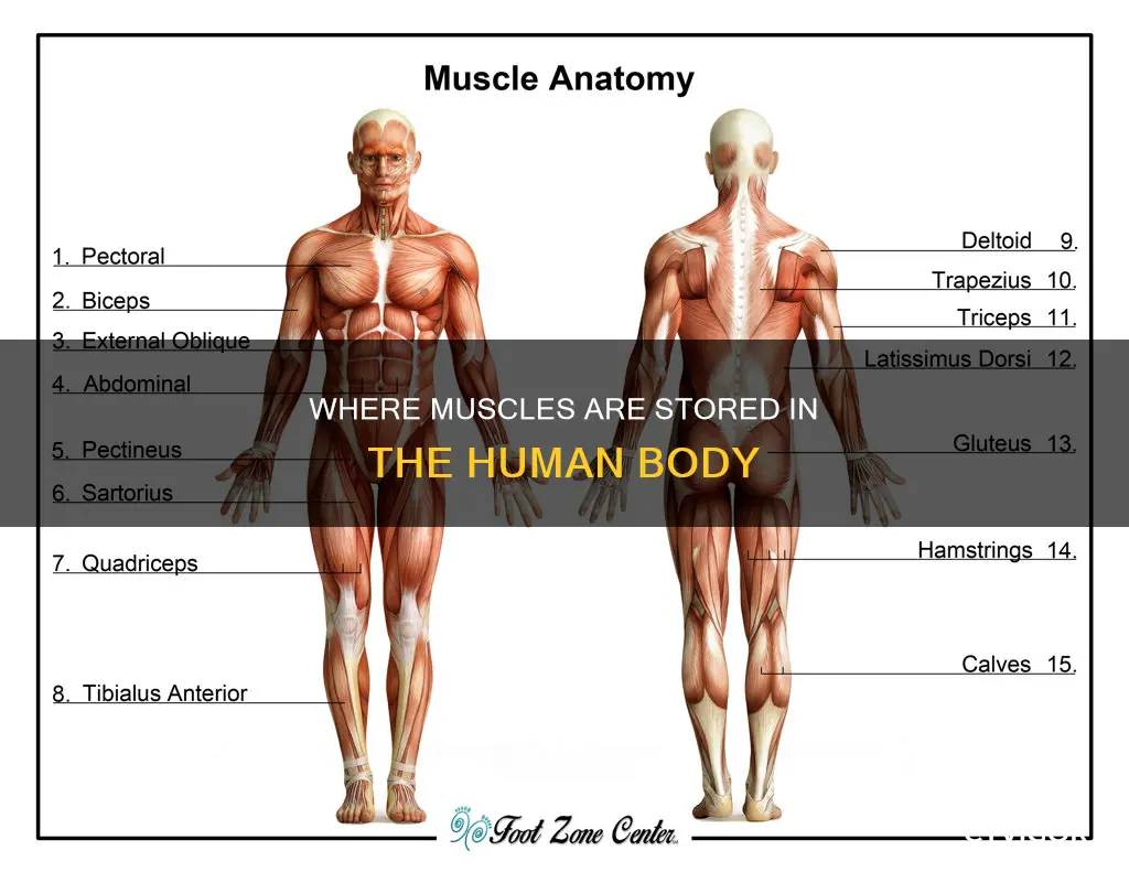 what stores muscle in anatomy