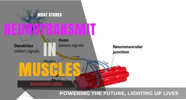 Neurotransmitter Storage: How Muscles Hold the Key
