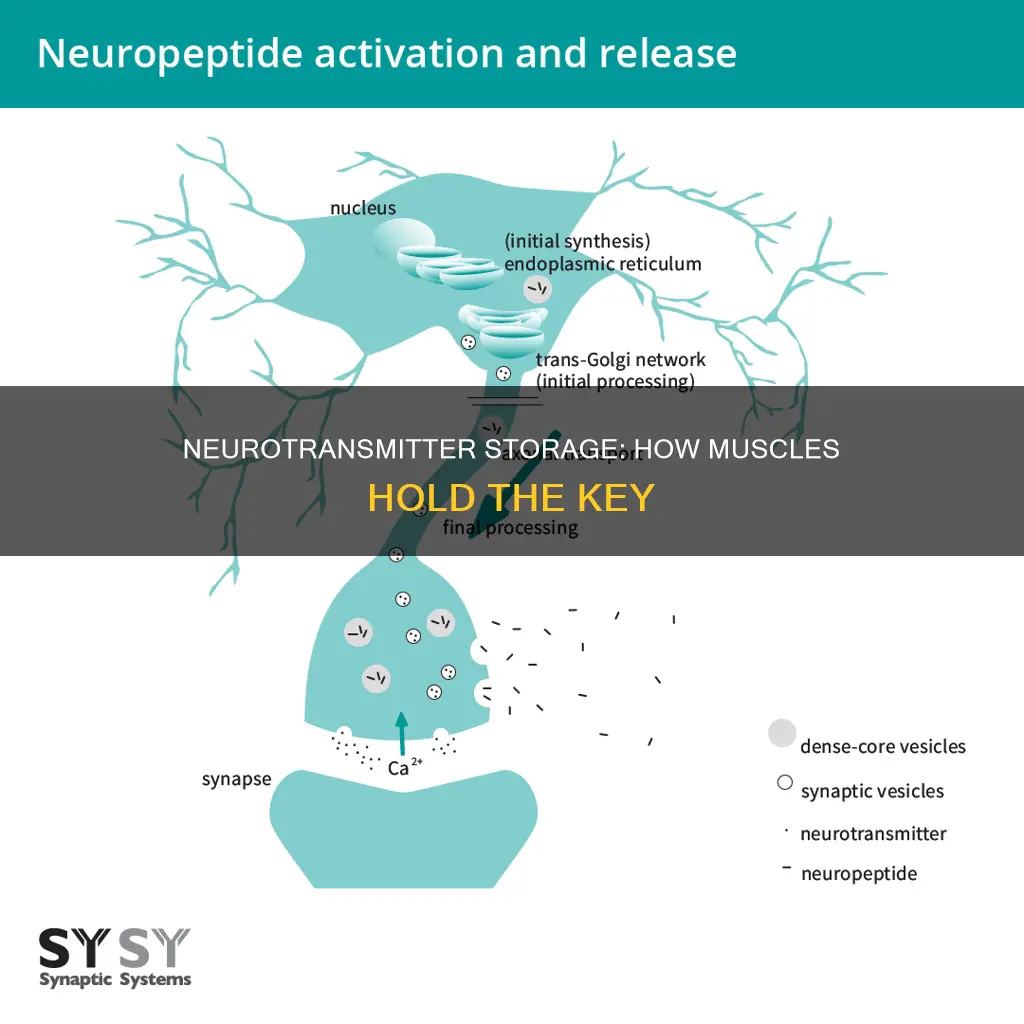 what stores neurotransmitters in muscles