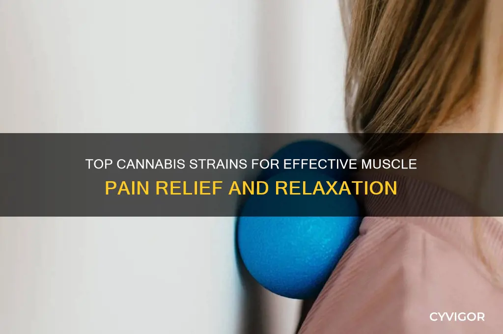 what strain best for muscle pain