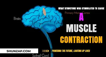 How Neural Stimulation Triggers Muscle Contractions: Key Structures Explained