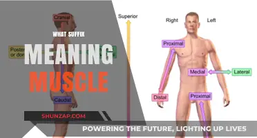 The Power of Understanding Muscle Suffixes