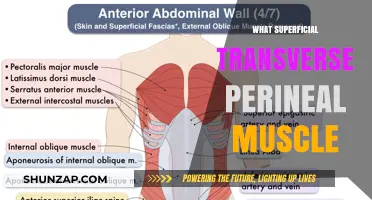 Transverse Perineal Muscle: Superficial Anatomy Explained