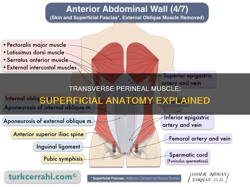 what superficial transverse perineal muscle