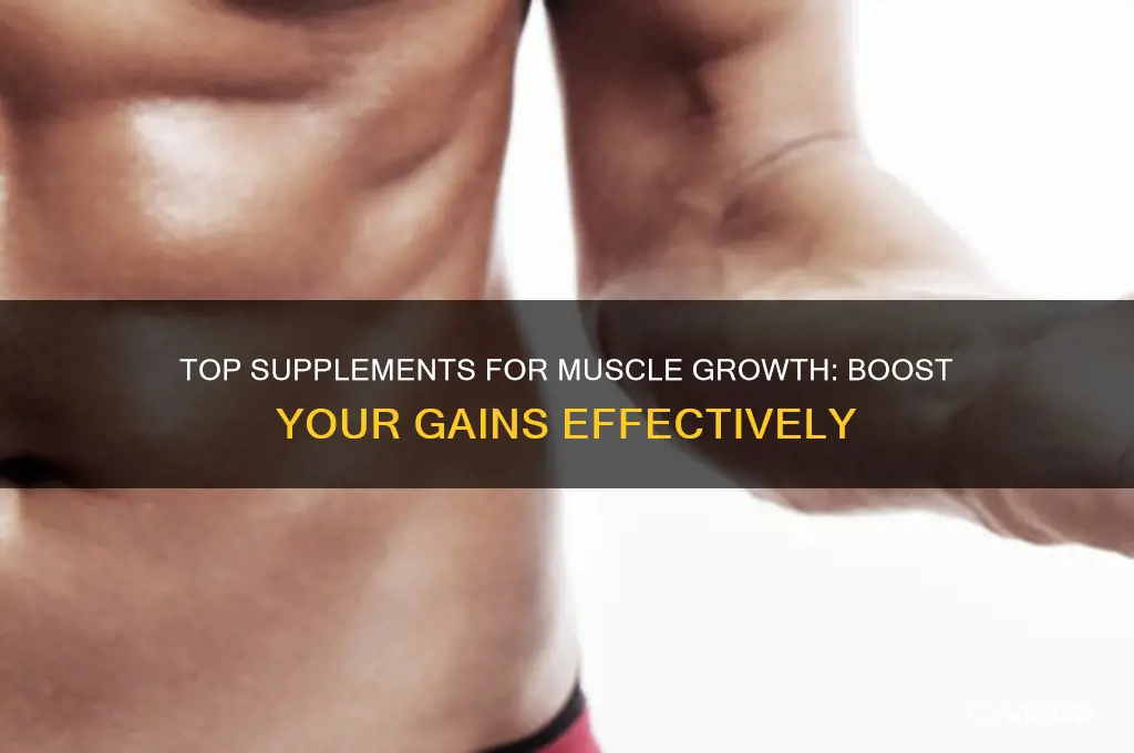 Top Supplements For Muscle Growth: Boost Your Gains Effectively | CyVigor