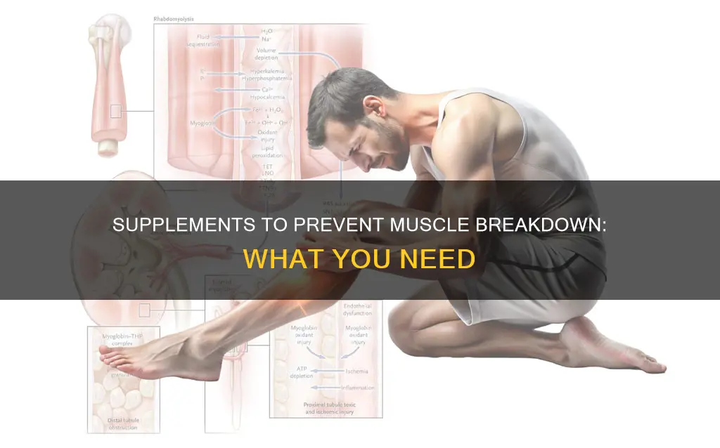 what supplements prevent muscle breakdown