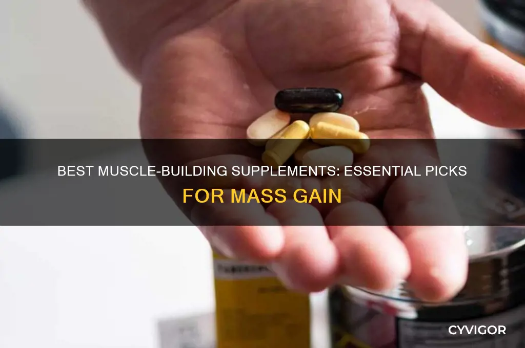 what supplements should i take to gain muscle mass