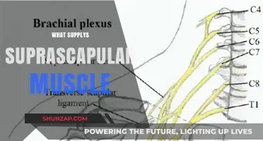 Suprascapular Nerve: The Suprascapular Muscle's Power Source