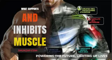 Muscle Support and Inhibitors: What You Need to Know