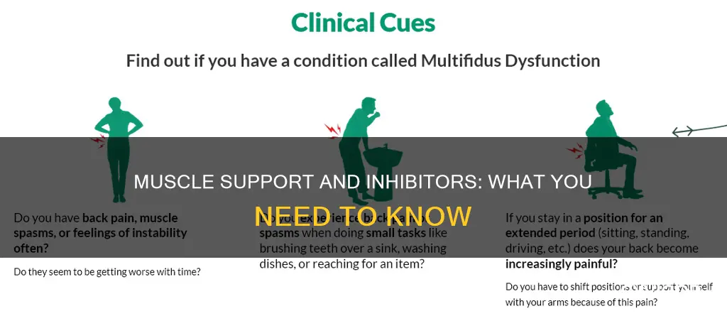 what supports and inhibits muscle