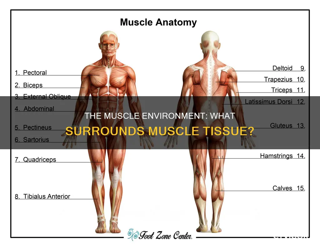 what surronds the muscle