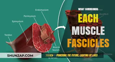 Muscle Fascicles: Exploring the Connective Tissue Sheath
