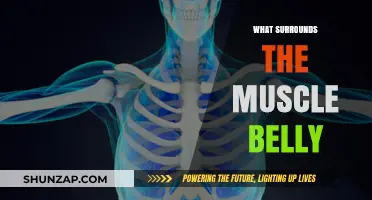 The Muscle Belly's Surroundings: What's Nearby?