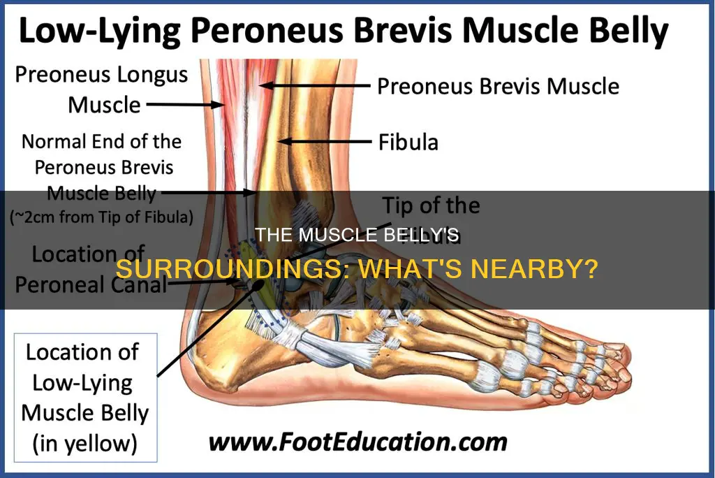 what surrounds the muscle belly