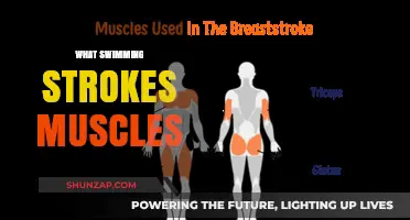 Swimming Strokes: Which Muscles Do They Work?