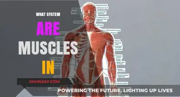 Understanding the Muscular System: A Complex Network