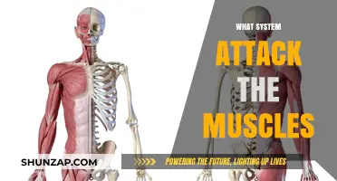 Muscle System Disorders: Attacking the Body's Strength