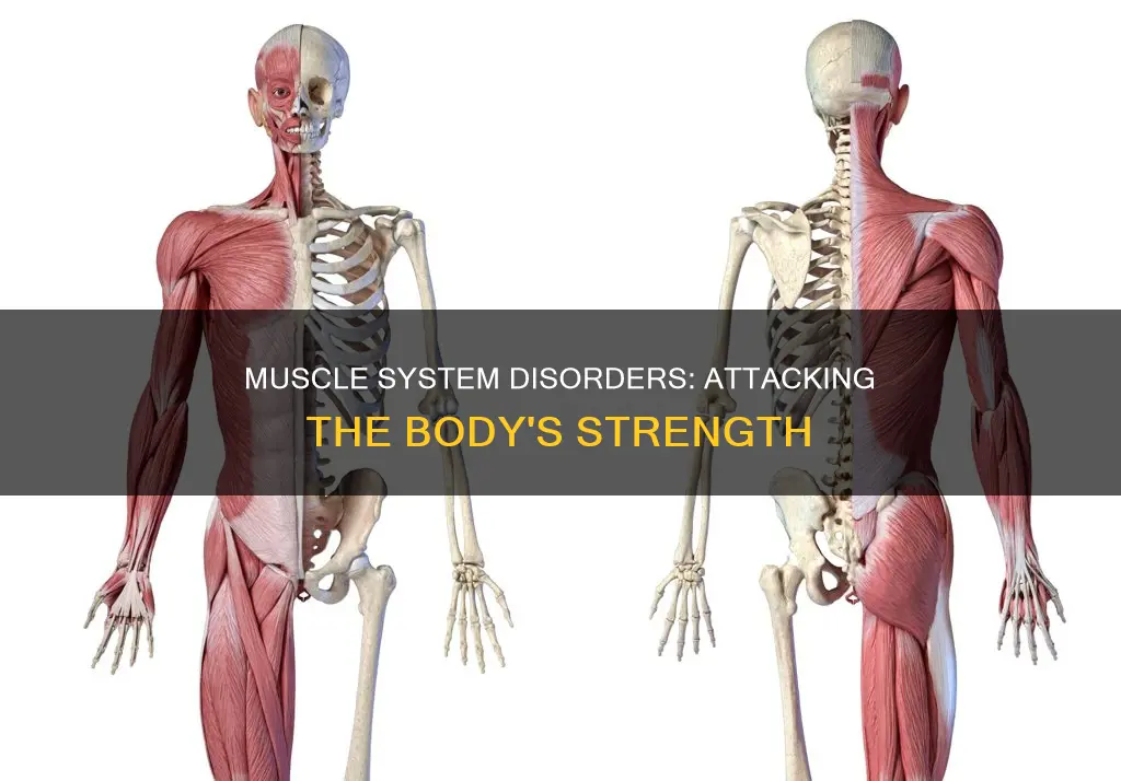 what system attack the muscles