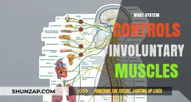 The Autonomic Nervous System: Controlling Our Involuntary Muscles