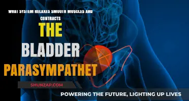 Parasympathetic Nervous System: Relaxing Smooth Muscles and Contracting the Bladder