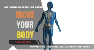 How Your Muscular and Skeletal Systems Collaborate for Seamless Movement