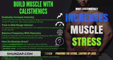 The Ultimate Guide to Understanding Muscle Stress Factors