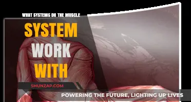 Muscle System Collaboration: Exploring Interconnected Body Systems for Optimal Function