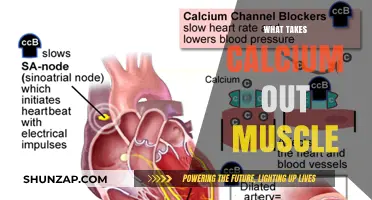 Calcium Loss in Muscles: What's the Reason?