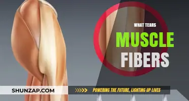 Tearing Muscle Fibers: Causes and Prevention